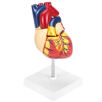 QWORK Life Size Human Heart Model