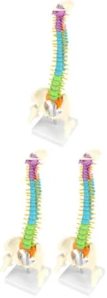 QWORK Flexible Human Spine Model