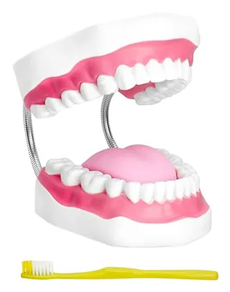 QWORK Professional Mouth Model with Metal Hinge